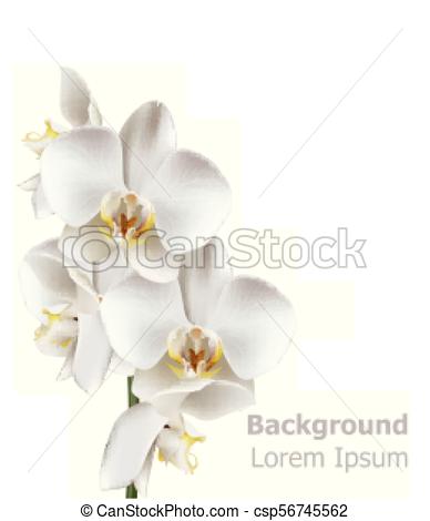 388x470 Realistic White Orchid Flowers Vector. 3d Illustration Isolated On