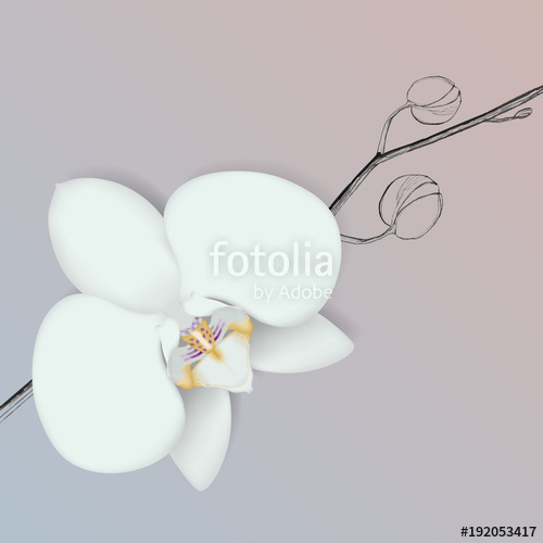 500x500 Vector Orchid Flower Stock Image And Royalty Free Vector Files On