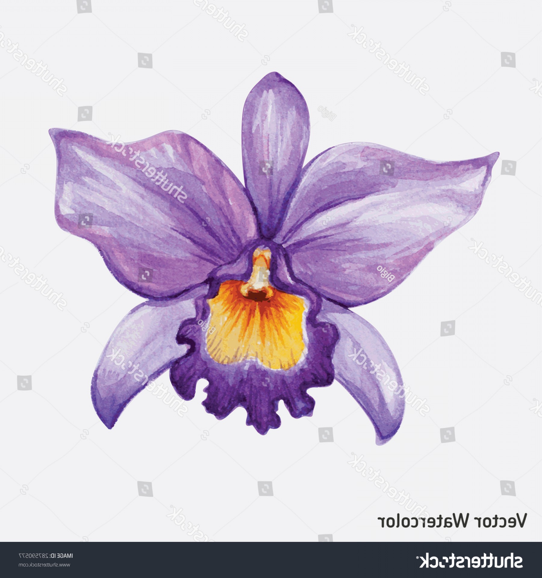1800x1920 Watercolor Tropical Orchid Flower Vector Illustration Shopatcloth