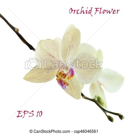 450x470 White Isolated Orchid Flower. Photo Realistic Botanical Vector