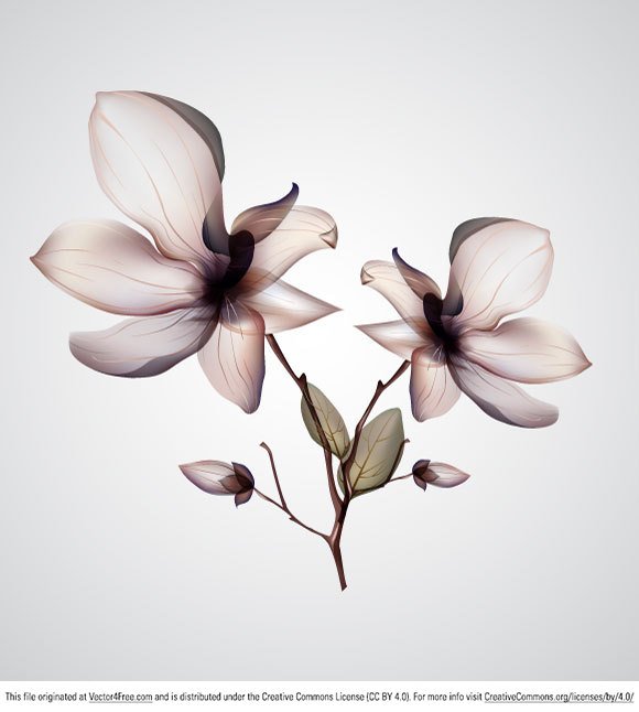 580x646 Free Orchid Flower Psd Files, Vectors Amp Graphics