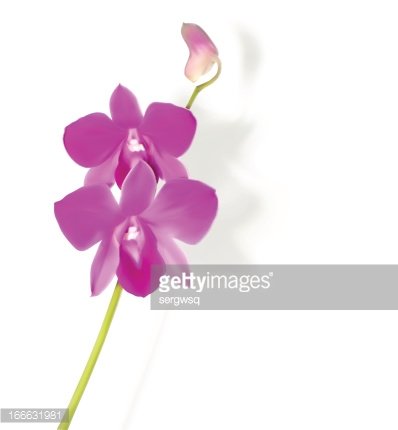 398x430 Orchid Flower Vector Illustration Premium Clipart