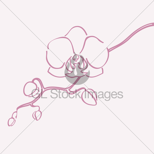 500x500 Orchid Flower Vector Gl Stock Images