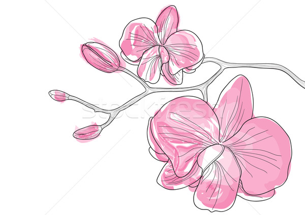 600x424 Orchid Stock Vectors, Illustrations And Cliparts Stockfresh