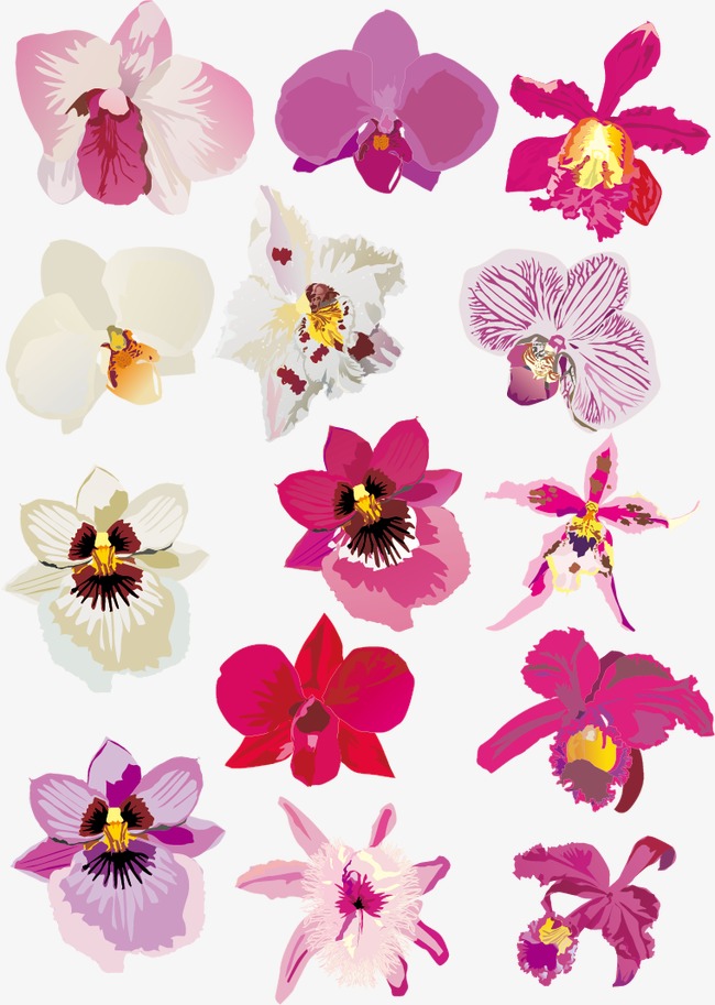 Orchid Vector at GetDrawings | Free download