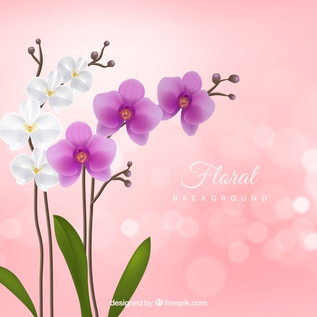 626x626 Orchid Vectors, Photos And Psd Files Free Download