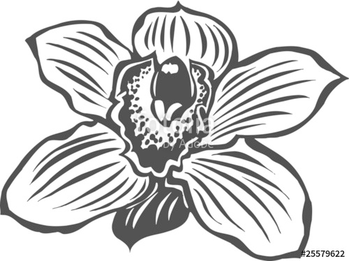 500x374 Orchid Vinyl Ready Vector Illustration Stock Image And Royalty