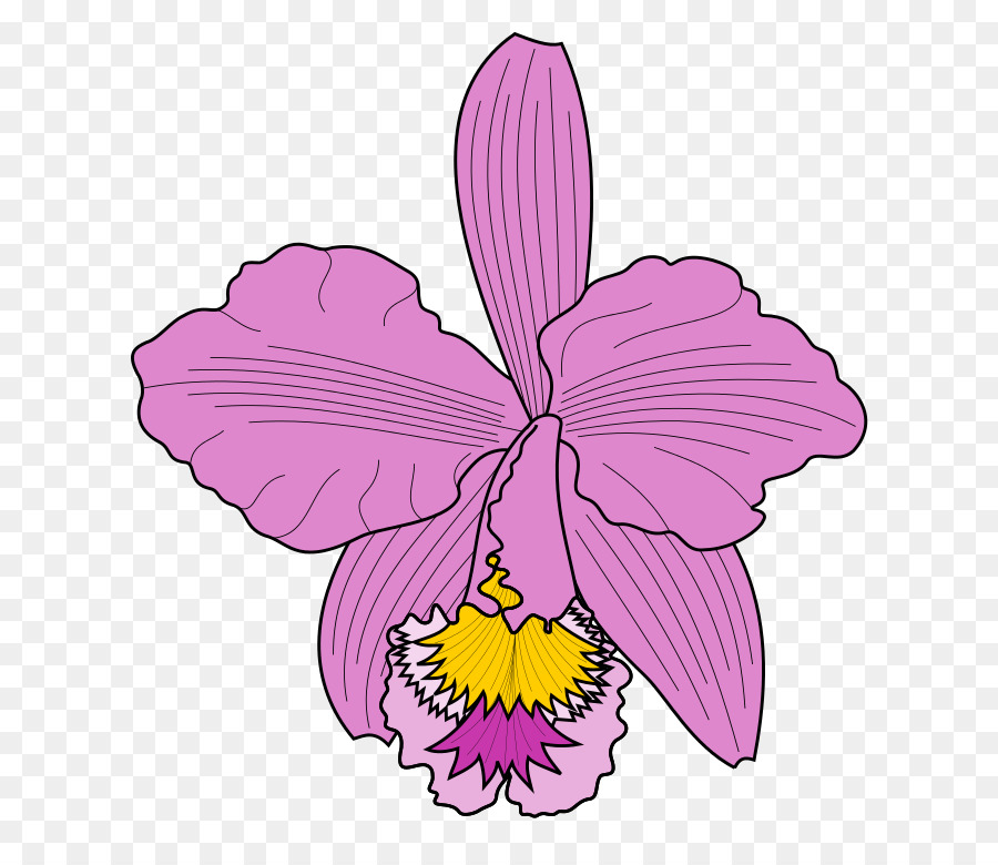 900x780 Cattleya Trianae Clip Art