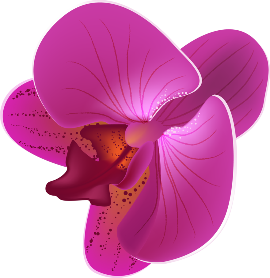 881x907 Orchid Vector