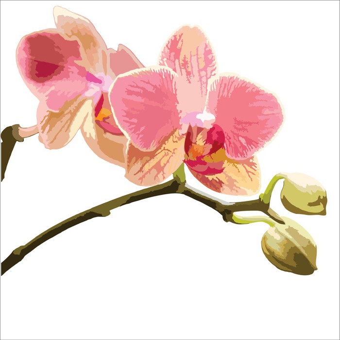 700x699 Orchid Vector Illustration Wall Decal We Live To Change
