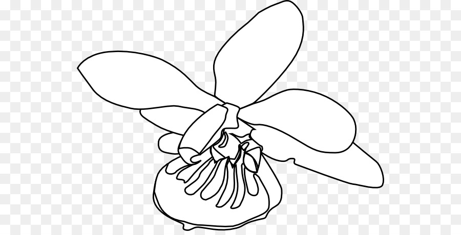 900x460 Orchids Dendrobium Clip Art