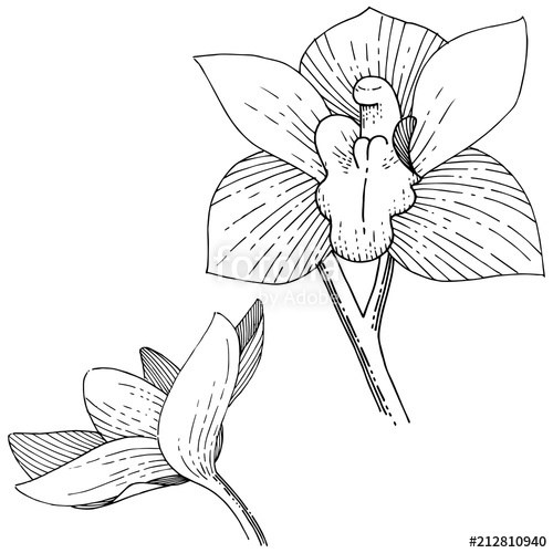 500x500 Orchids In A Vector Style Isolated. Full Name Of The Plant Orchid