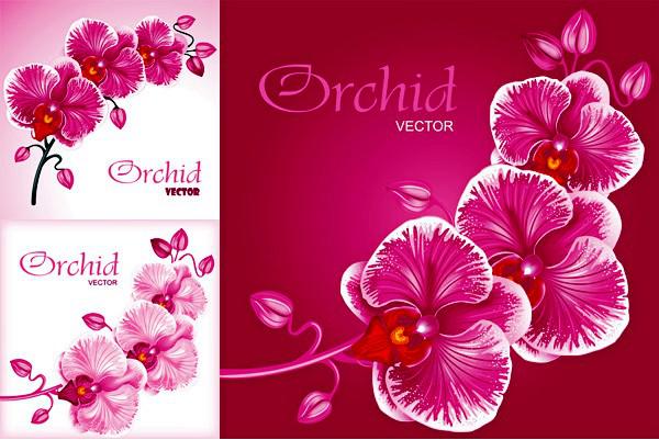 600x401 Royal Orchid Vector [Eps]