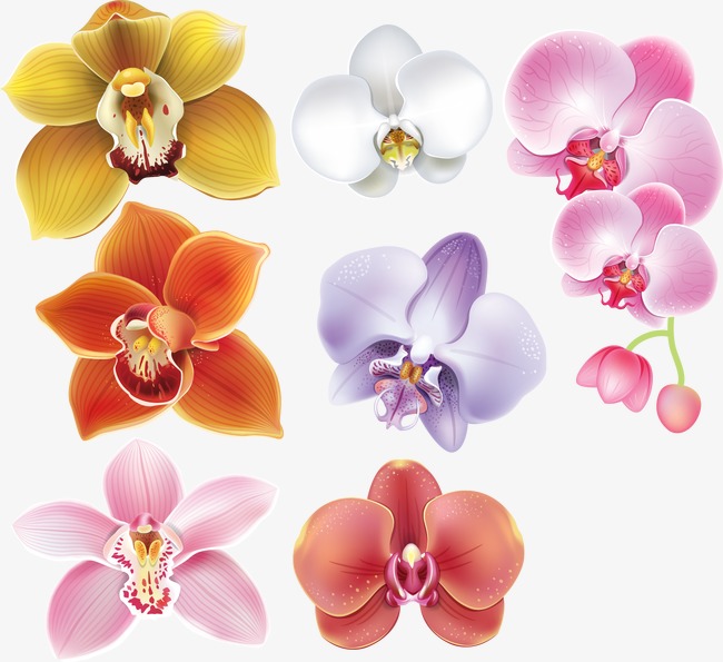 650x595 Vector Orchid, Vector, Orchid, Orchid Vector Png And Vector For