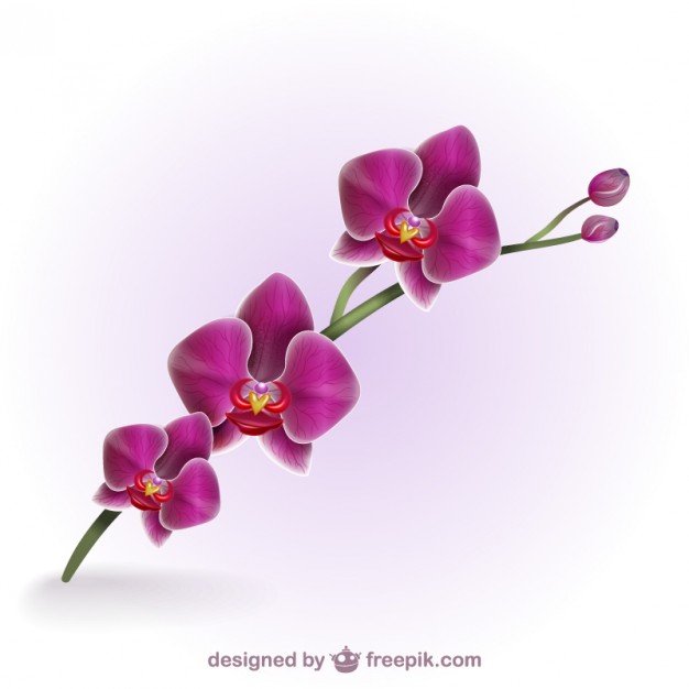626x626 White Orchid Vectors, Photos And Psd Files Free Download