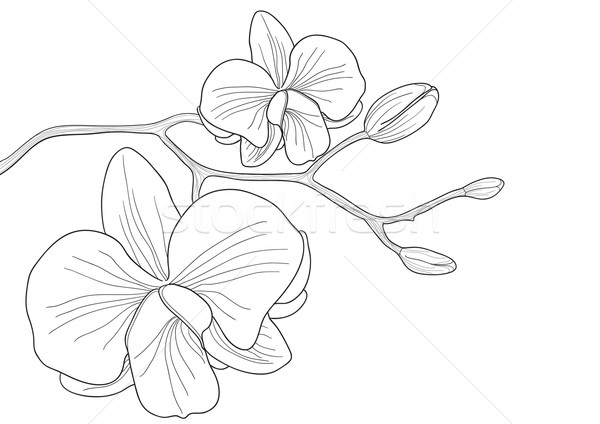 600x424 White Orchid Vector Illustration Dmitriy Shironosov (Pressmaster