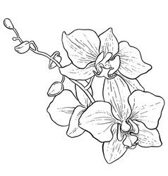 238x250 Branch Of Orchid Vector Szablony Royalty And Ocean