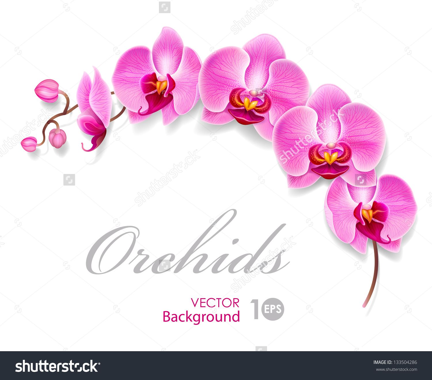 1500x1319 Flower Orchid. Vector Eps 10. Wedding Flowers