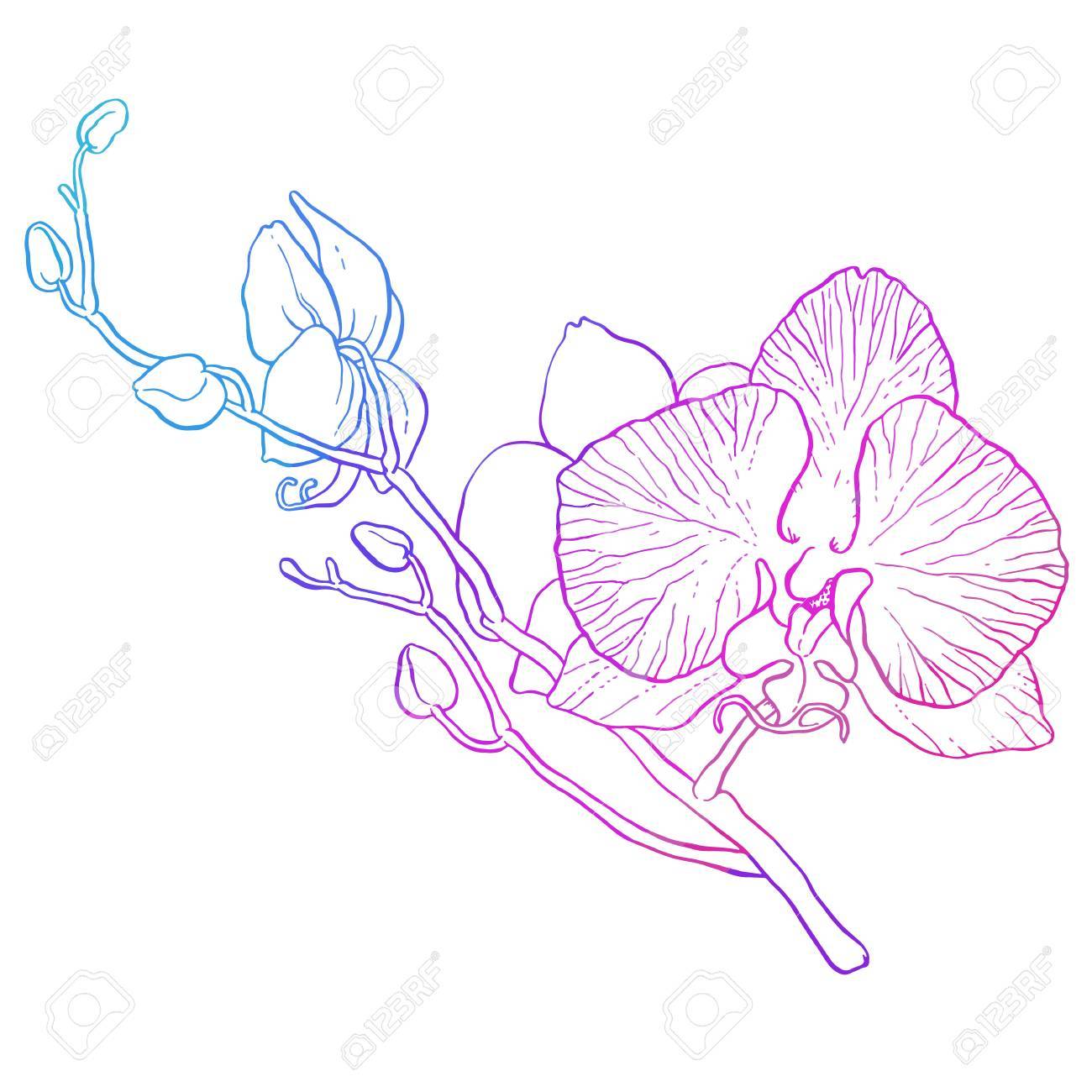 1300x1300 Drawn Orchid Vector