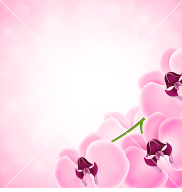 357x376 Free Background With Orchid Vector Free Vector Download 238835