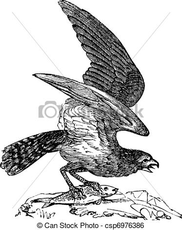 373x470 Osprey Of America, Pandion Carolinensis, Fish Eagle Or Sea... Clip