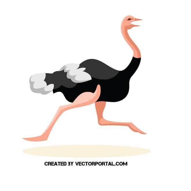 660x660 Ostrich Vector Image