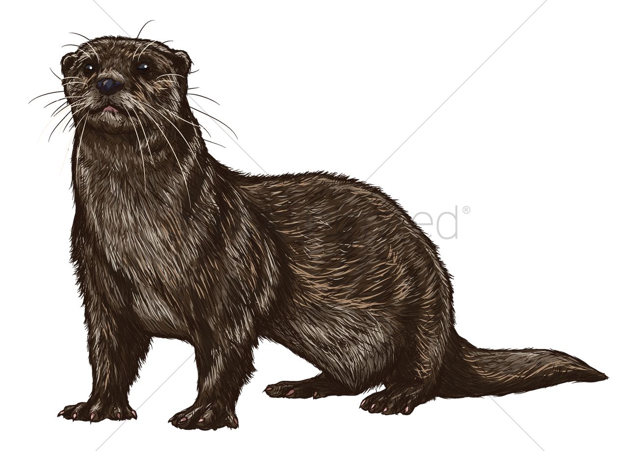 1300x919 Otter Vector Image