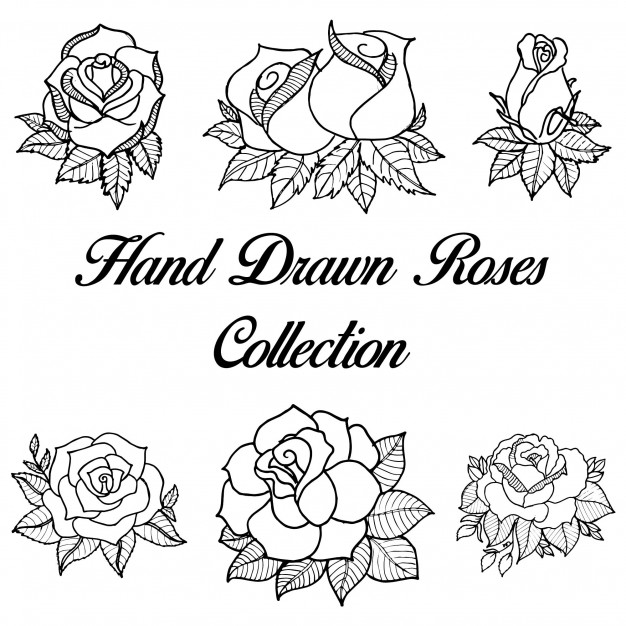 626x626 Rose Outline Vectors, Photos And Psd Files Free Download