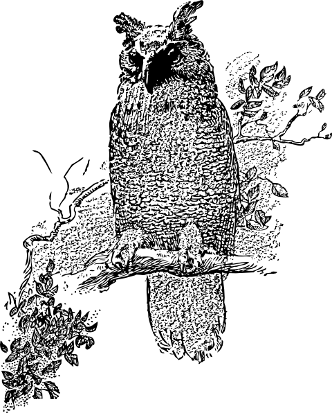 480x596 Owl Clip Art Free Vector 4vector