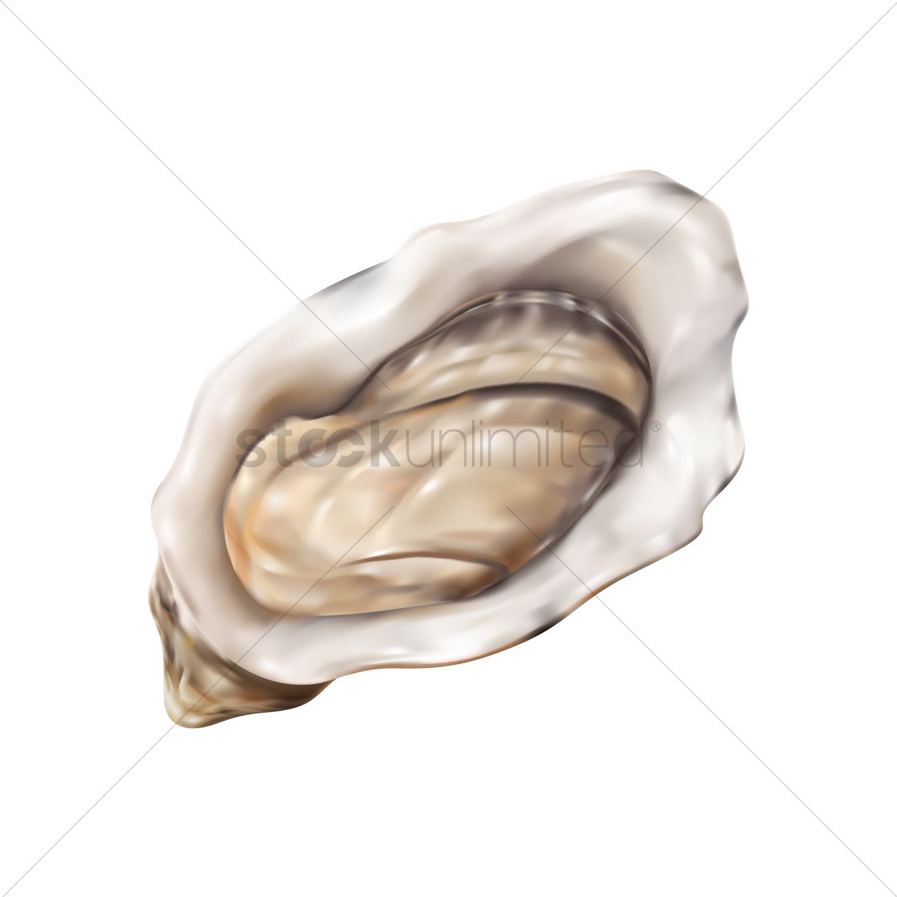 1300x1300 Oyster Vector Image
