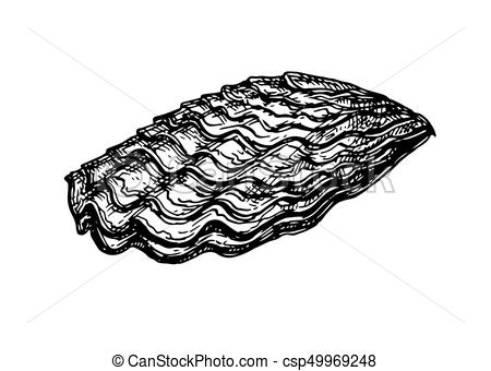 450x340 Oyster Shell Ink Sketch. Isolated On White Background. Hand Drawn