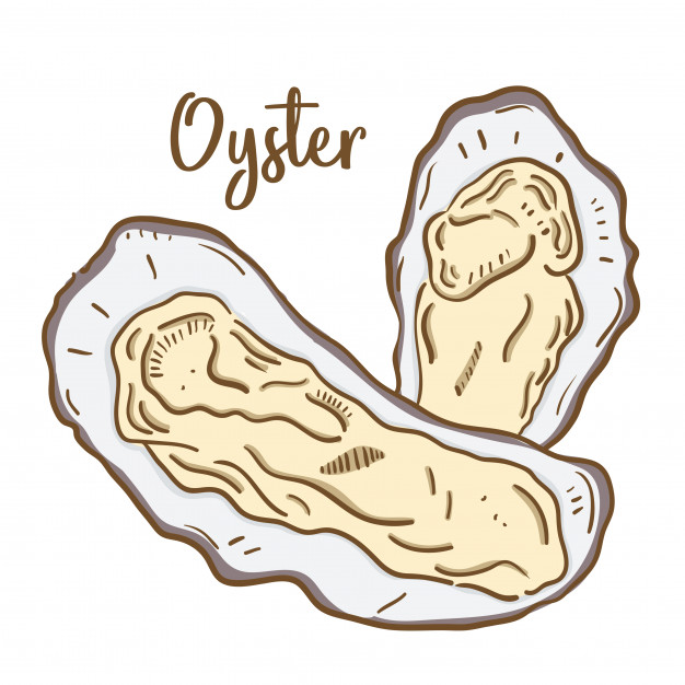626x626 Hand Drawn Illustration Of Oyster. Vector Premium Download