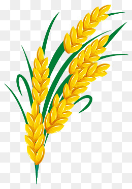 260x372 Rice Png Images Vectors And Psd Files Free Download On Pngtree