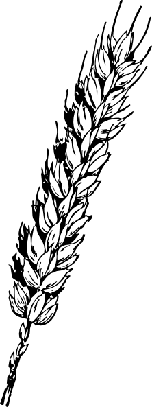 222x593 Wheat Clipart Padi