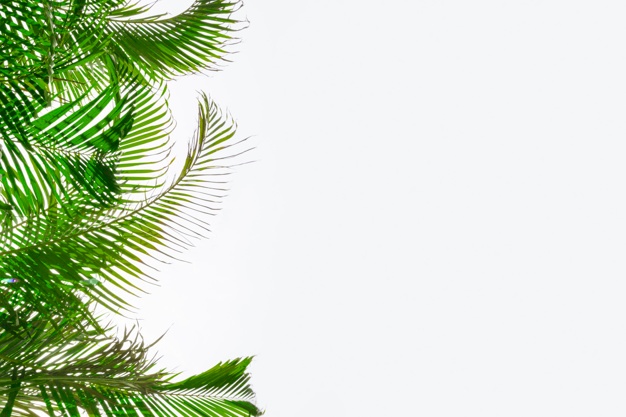 626x417 Palm Leaf Vectors, Photos And Psd Files Free Download