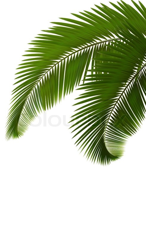 491x800 Palm Leaves On White Background Vector Stock Vector Colourbox