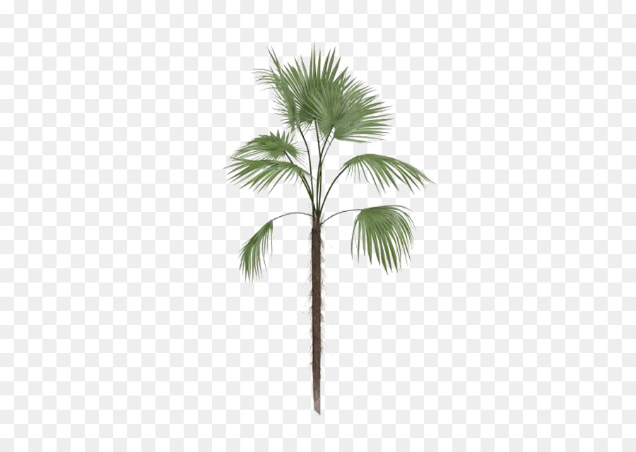 900x640 Arecaceae Tree Leaf Euclidean Vector