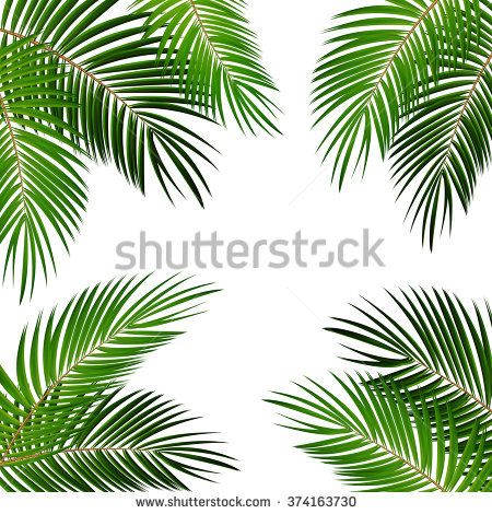 Palm Frond Vector at GetDrawings | Free download