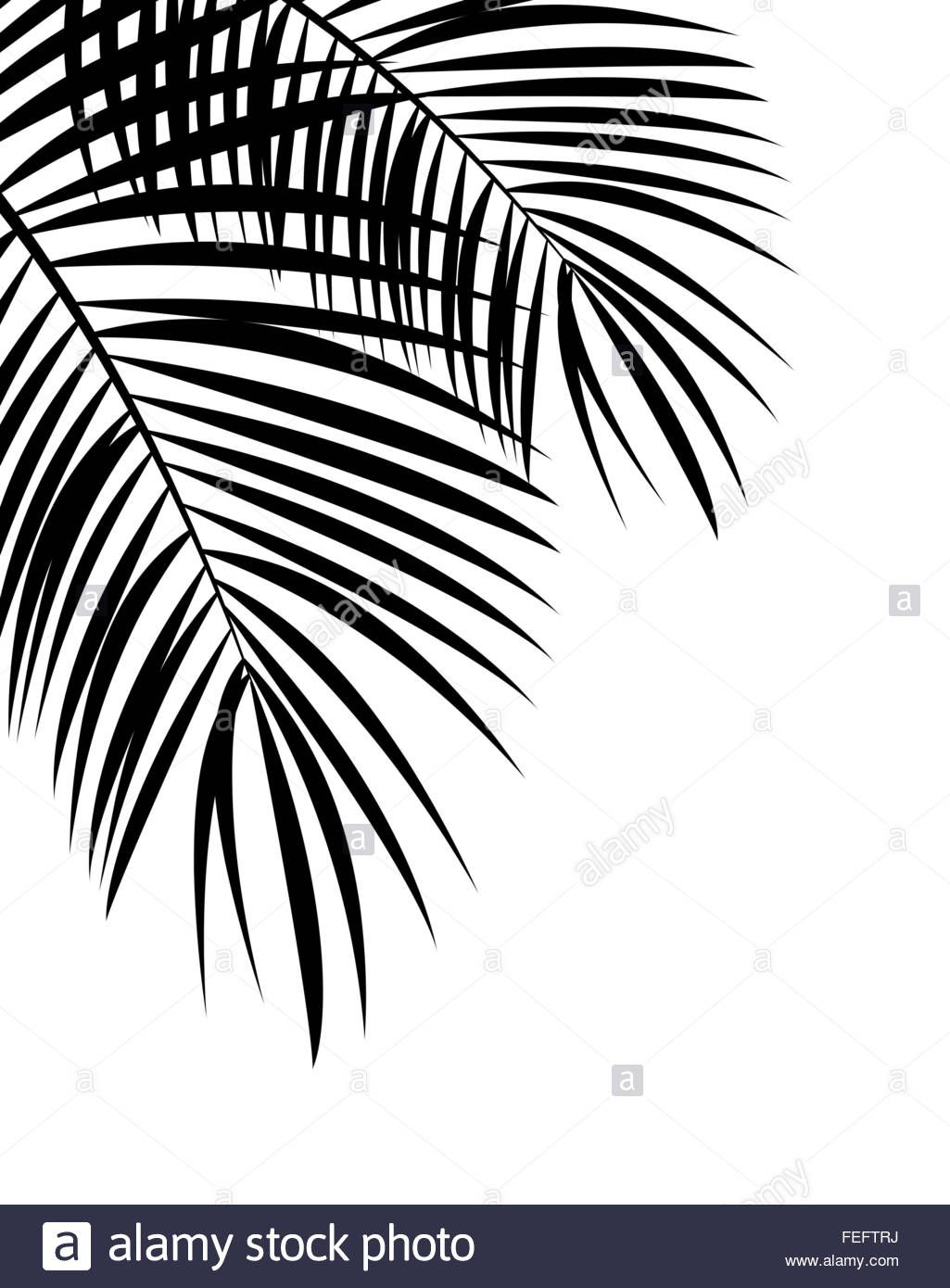 1025x1390 Palm Leaf Vector Background Illustration Stock Photo Lightsome