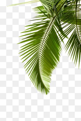 260x390 Palm Leaves Png Images Vectors And Psd Files Free Download On