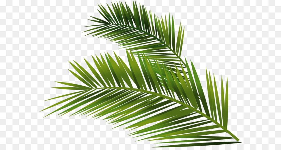 Palm Frond Vector at GetDrawings | Free download