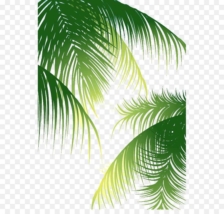 900x860 Coconut Arecaceae Euclidean Vector