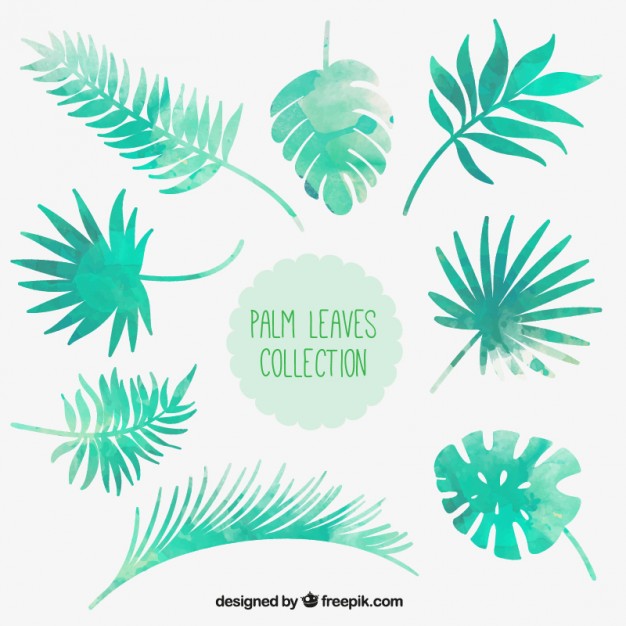 626x626 Watercolor Palm Leaves Collection Vector Free Download