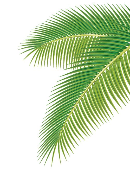 500x711 Palm Frond Vector