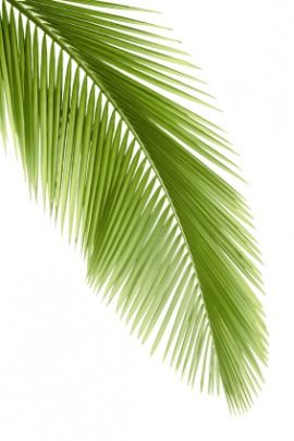 270x405 Palm Frond Vector