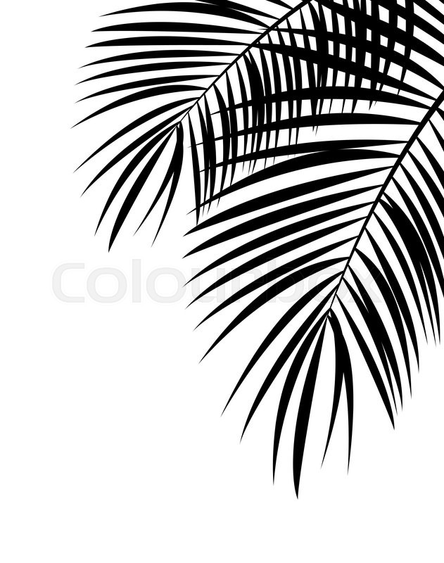631x800 Palm Leaf Vector Background Isolated Illustration Eps10 Stock