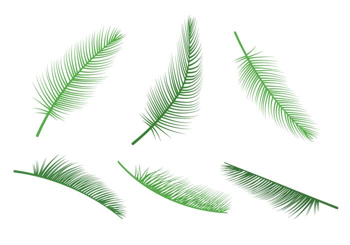 700x490 Palm Leaf Vectors