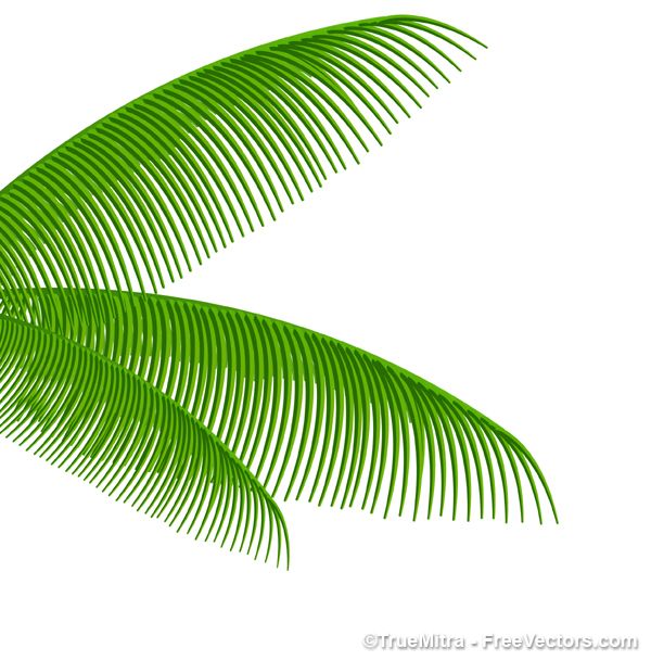 600x609 Palm Tree Leaves Free Vectors Free Palm Leaf Vector
