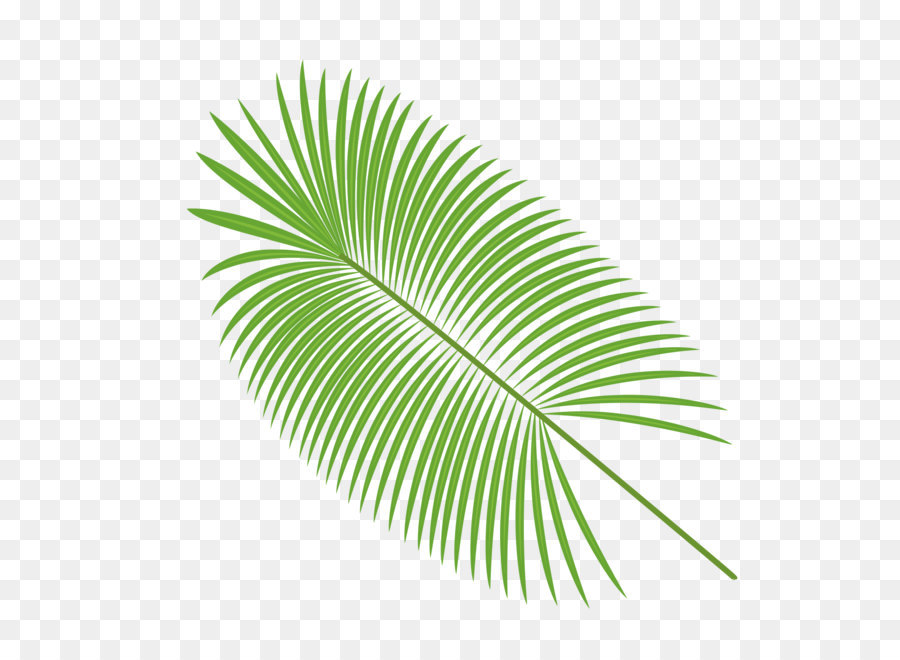 900x660 Palm Leaves Vector Material Png Download