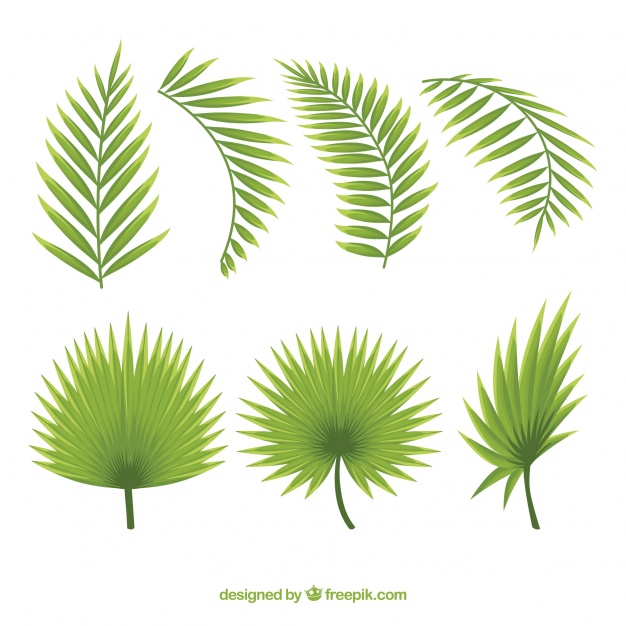 626x626 Set Of Beautiful Palm Leaves Vector Free Download